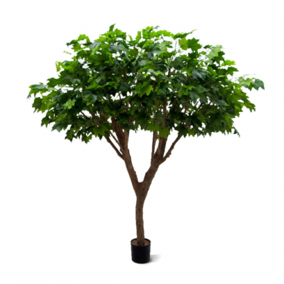 ต้นเมเปิล - สูง 240 ซม.