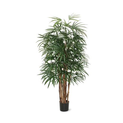 Raphis Palm Deluxe - H 160 cm