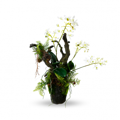 บอนไซกล้วยไม้ป่า - สูง 46 ซม.