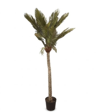 CYCAS IN PLASTIC POT - H 226 cm.