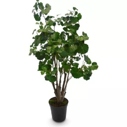BEGONIAN IN PLASTIC POT - H 160 cm.