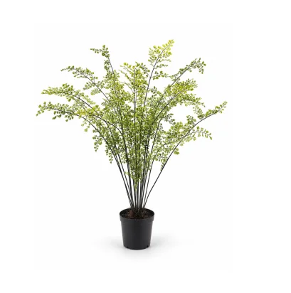 MAIDEN HAIR IN PLASTIC POT - H 123 cm.