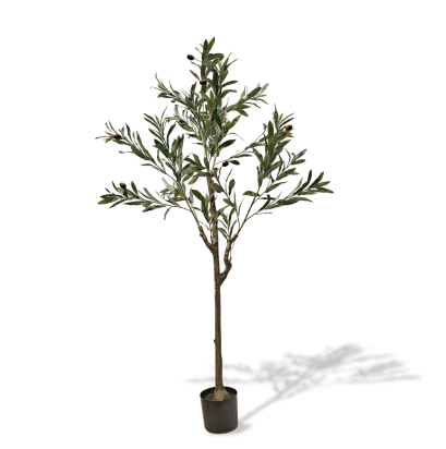 ต้นมะกอก - สูง 150 ซม.