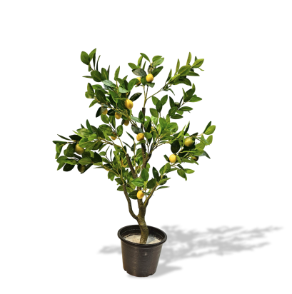 ต้นเลมอน - สูง 120 ซม.