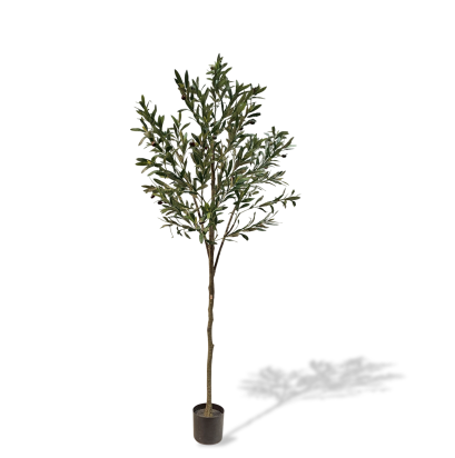 ต้นมะกอก - สูง 180 ซม.