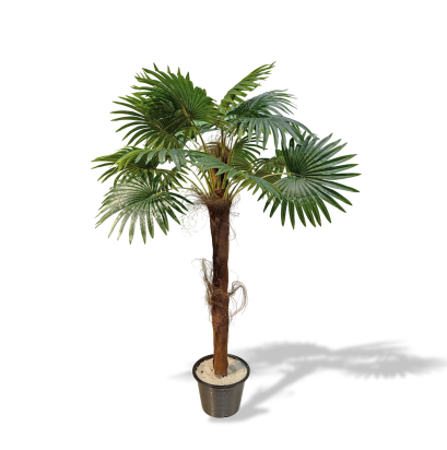 ต้นปาล์มใบพัด - สูง 160 ซม.