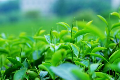 รักษาหัวใจ