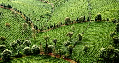 ต้นกำเนิดที่มีคุณภาพ Path 5/5