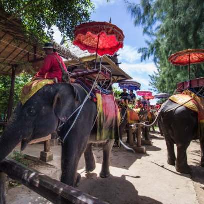 002PVT Maeklong Railway Market + Damnoensaduak + Boat Ride + Elephant Riding + Guide (NO LUNCH)