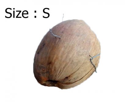 มะพร้าวเลี้ยงนก Size : S