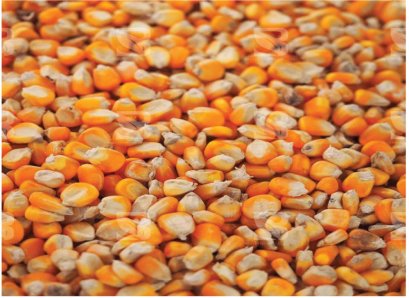 ข้าวโพด เม็ดใหญ่ [10kg / ถุง]