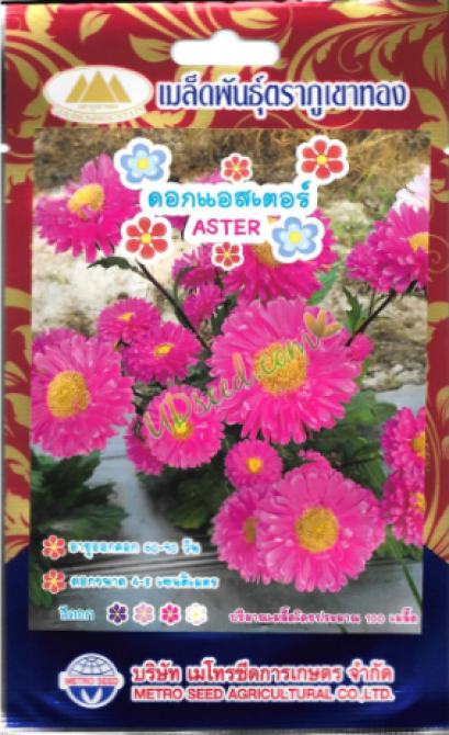 ดอกแอสเตอร์_ตราภูเขาทอง