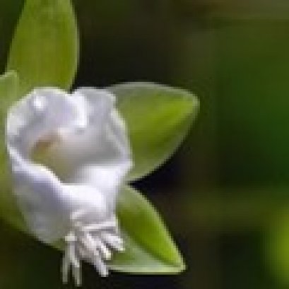 ช่วยพยุง