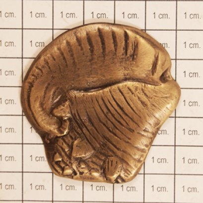 ติดพื้น/ผนัง - หอยงวงช้างเล็ก