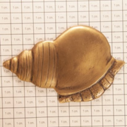 ติดพื้น/ผนัง - หอยโข่ง