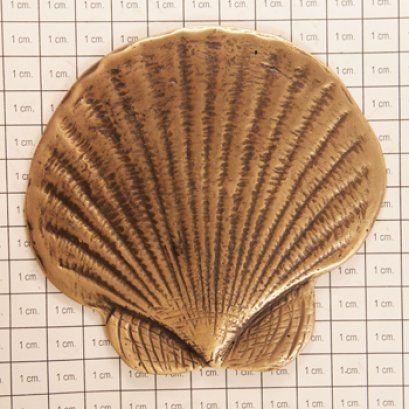 ติดพื้น/ผนัง - หอยเชลล์ใหญ่