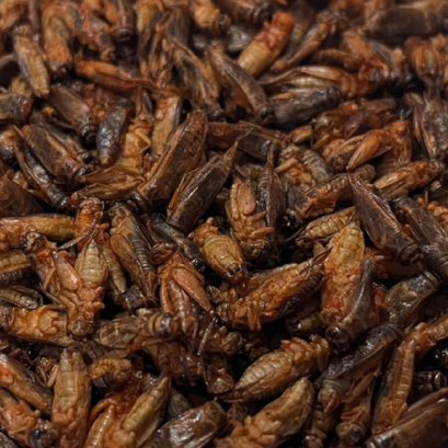 DRIED CRICKET (ACHETA DOMESTICUS)