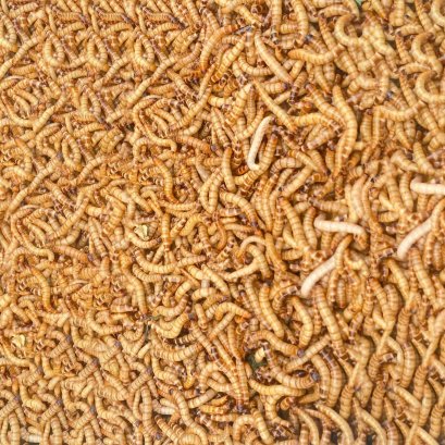 DRIED MEALWORM