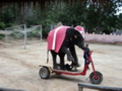 Hua Hin Safari, Hua Hin Soi 97