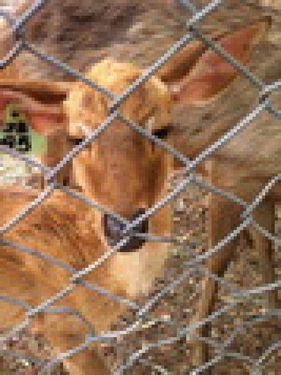 ศูนย์เพาะเลี้ยงและขยายพันธุ์สัตว์ป่าห้วยทราย, ชะอำ-หัวหิน