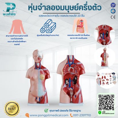 หุ่นจำลองมนุษย์ครึ่งตัว ถอดประกอบได้ 23 ชิ้น