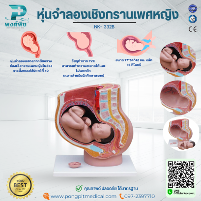 หุ่นจำลองเชิงกรานเพศหญิง รุ่น NK- 332B ถอดประกอบได้ 4 ส่วน
