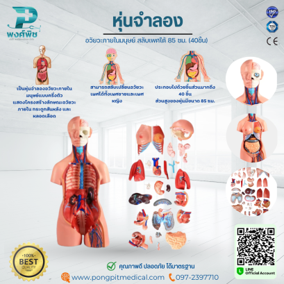 หุ่นจำลองอวัยวะภายในมนุษย์ สลับเพศได้ 85 ซม. (40ชิ้น)