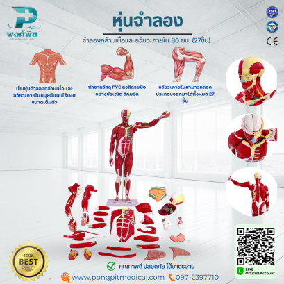 หุ่นจำลองกล้ามเนื้อและอวัยวะภายใน 80 ซม. (27ชิ้น)