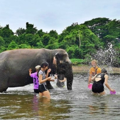 Half Day Afternoon Elephant Sanctuary Care Park (No Waterfall &amp; Rafting)