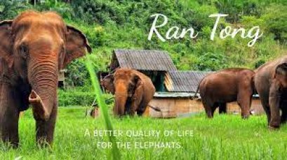 Ran Tong Elephant Full Day Care