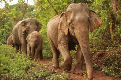 Chiang Mai Elephant Nature Park
