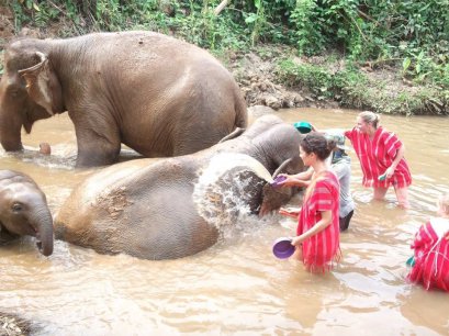 ดูแลช้างเต็มวัน (ไม่มีขี่ช้าง) Bamboo Elephant Family Care