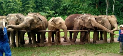 TOTO’S ELEPHANT SANCTUARY AND STICKY WATERFALL