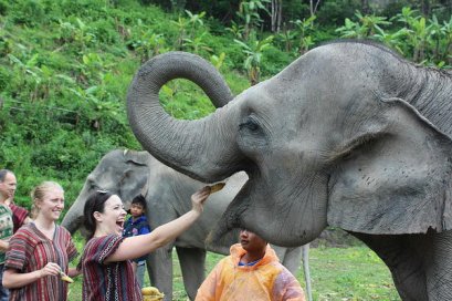 照顾大象半日游早上（没有骑大象） Elephant Jungle Sanctuary