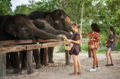 Feed me experience by Elephant Jungle Sanctuary