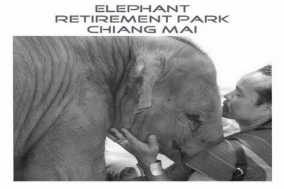 ดูแลช้างเต็มวัน (ไม่มีขี่ช้าง) Elephant Retirement Park