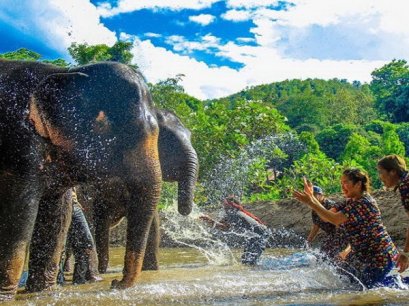 Half Day Morning Kanta Elephant Sanctuary