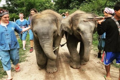Maerim Elephant Sanctuary（早上半天）