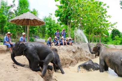 ดูแลช้างเต็มวัน (ไม่มีขี่ช้าง) Maerim Elephant Sanctuary