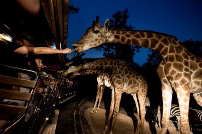 เชียงใหม่ไนท์ซาฟารี (ไม่รวมพาหนะรับ-ส่งจากที่พัก)