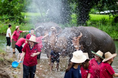 Half Day Morning Ran-Tong Save &amp; Rescue Elephant Centre