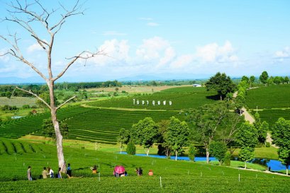 温泉休息站+白庙+清莱公园农场+棰丰茶园