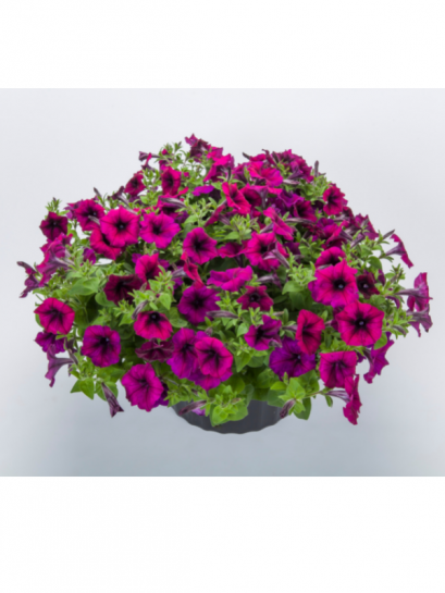 เสื้อผ้าเด็ก23