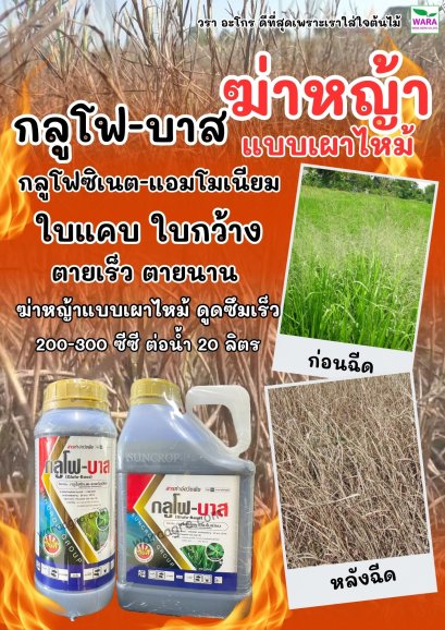 กลูโฟ-บาส