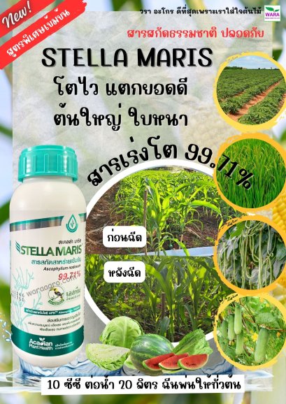 สเตลล่ามาริส