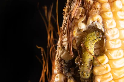 รวมวิธีป้องกันหนอนกระทู้ข้าวโพดที่เกษตรกรนิยมใช้