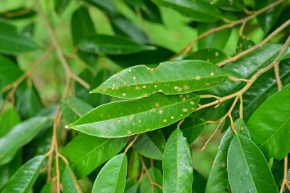 โรคจุดใบในต้นทุเรียน