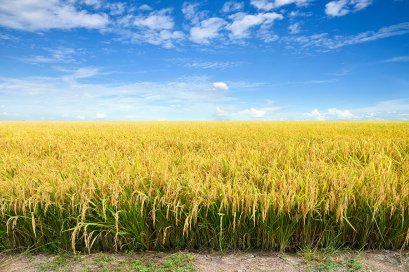 ยาคุมหญ้าในนาข้าว