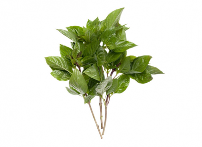 Sweet Basil