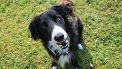 การจัดการกับสุนัขที่ชอบขอ